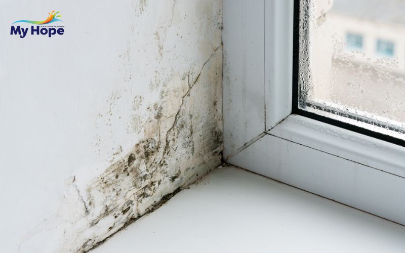 [BÍ QUYẾT] xử lý ẩm mốc tường cho tường tại nhà hiệu quả nhất